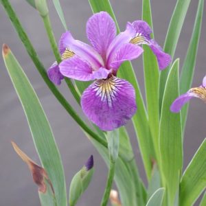 Iris setosa (Tuviris)
